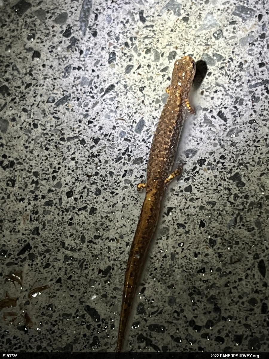 Four-toed Salamander