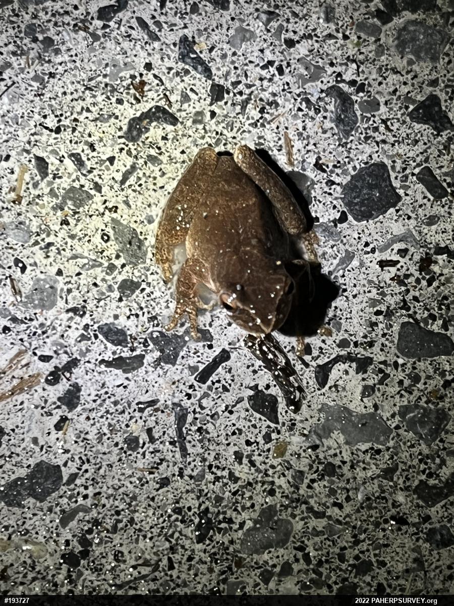 Spring Peeper