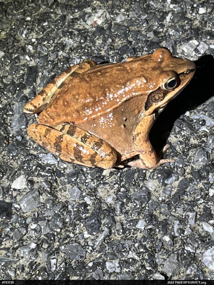 Wood Frog