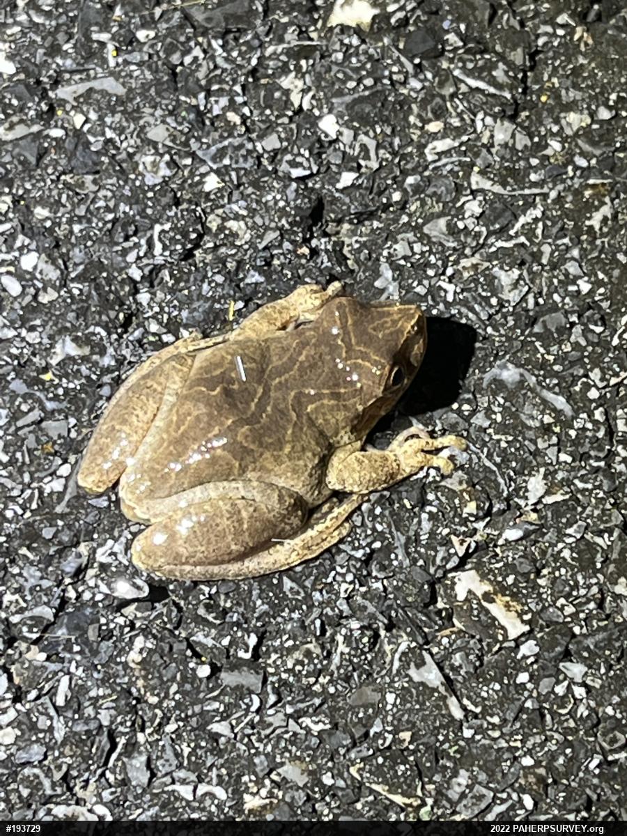 Spring Peeper