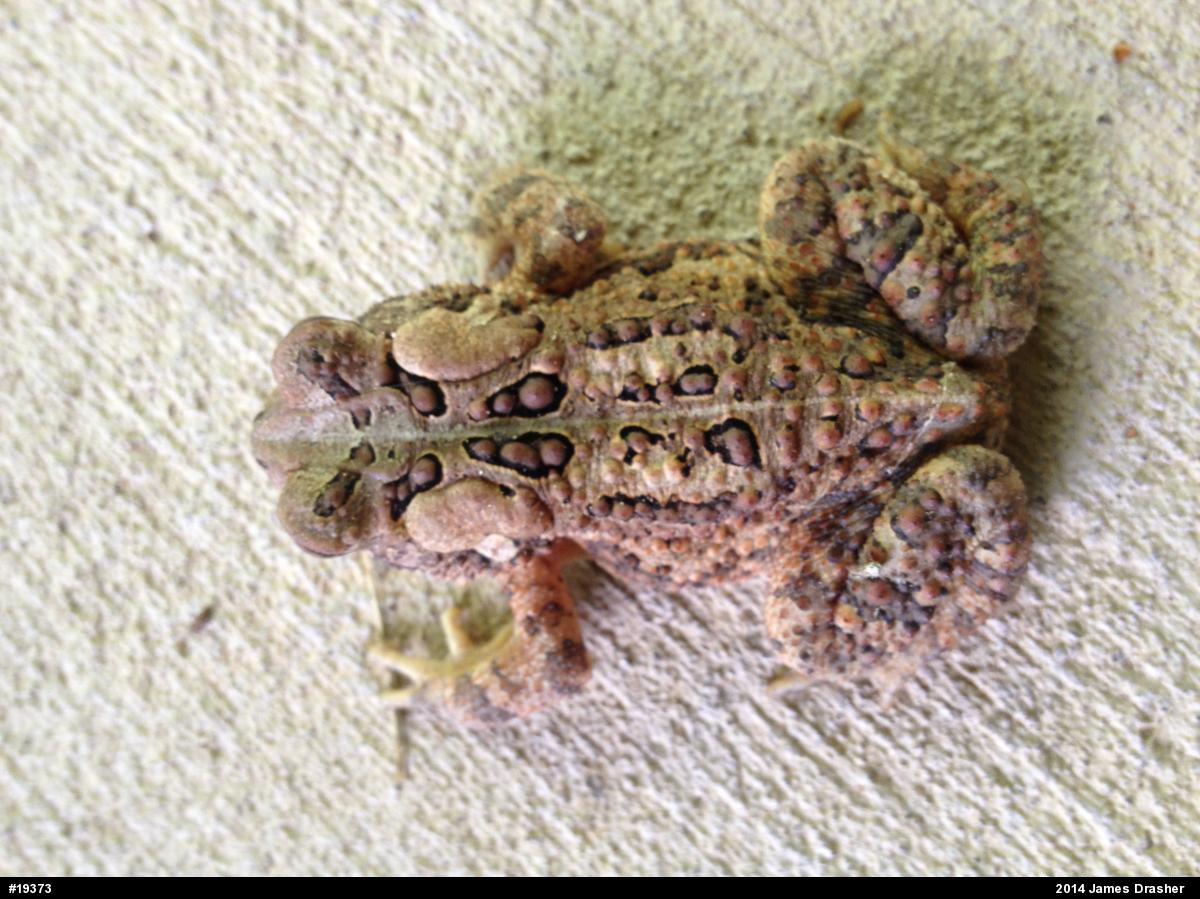 Eastern American Toad