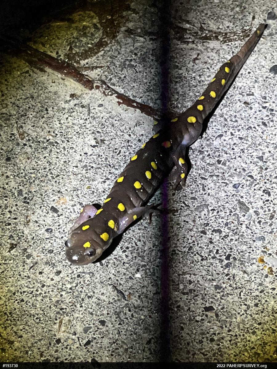 Spotted Salamander