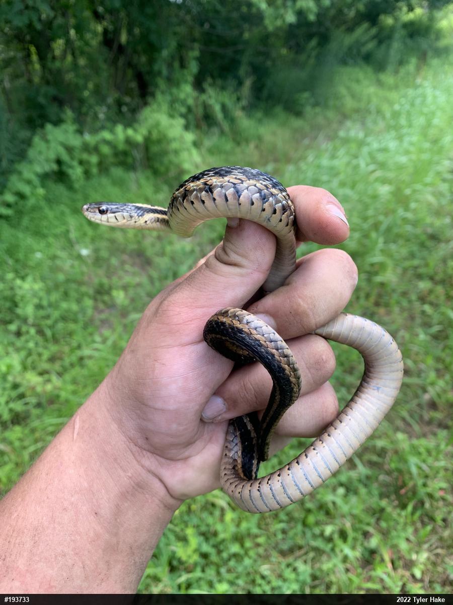 Eastern Gartersnake