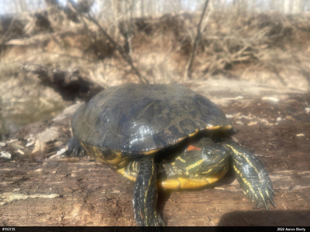 Red-eared Slider