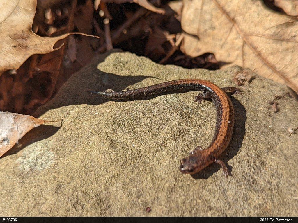 Eastern Red-backed  Salamander