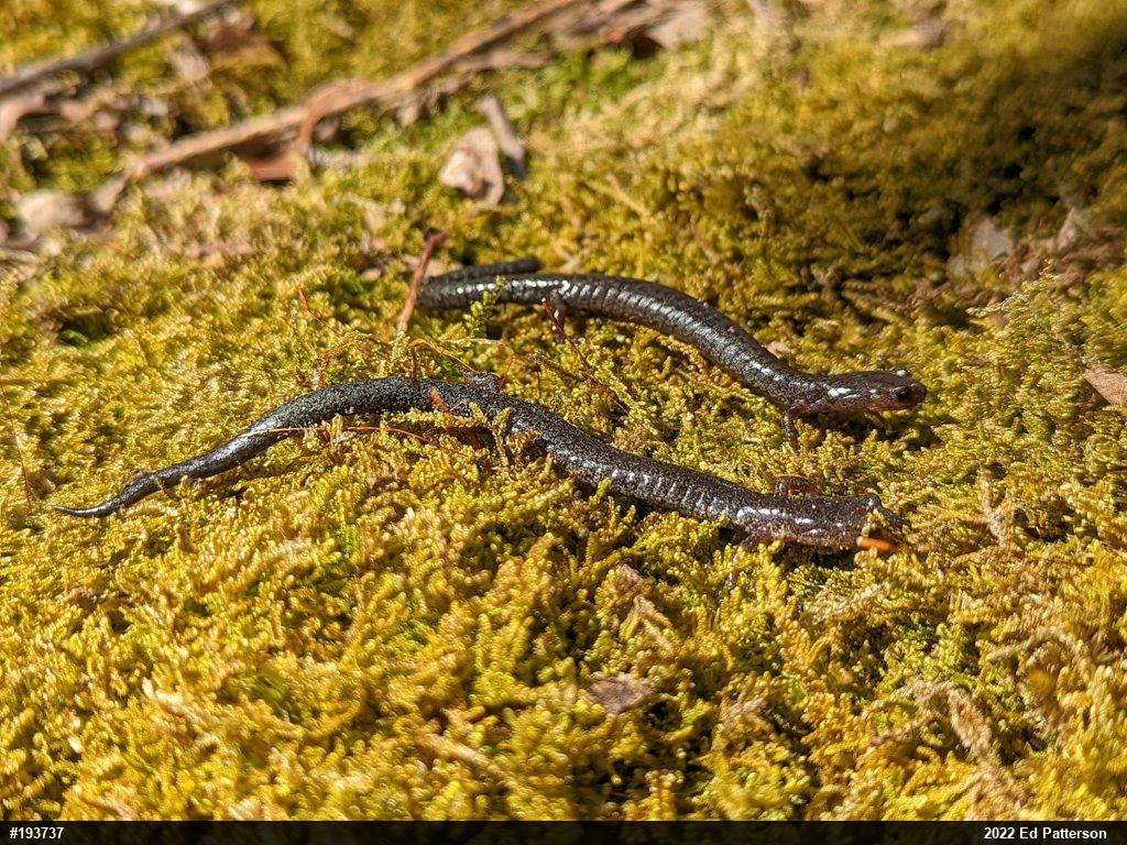Valley And Ridge Salamander