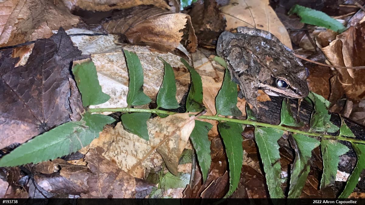 Wood Frog