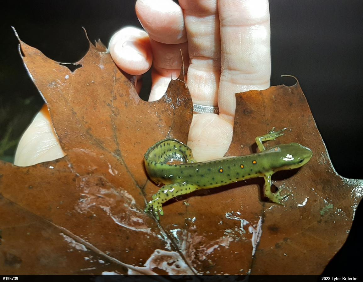 Red-spotted Newt