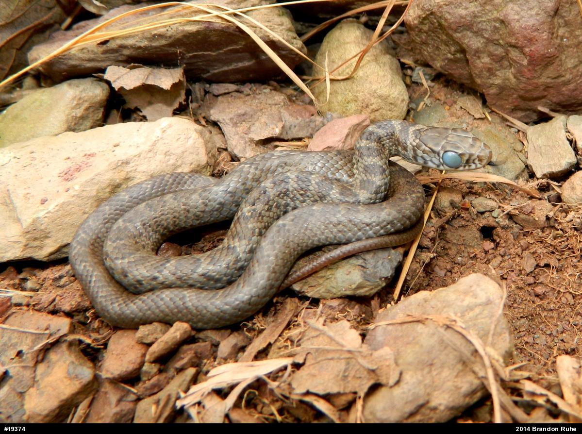 Northern Black Racer