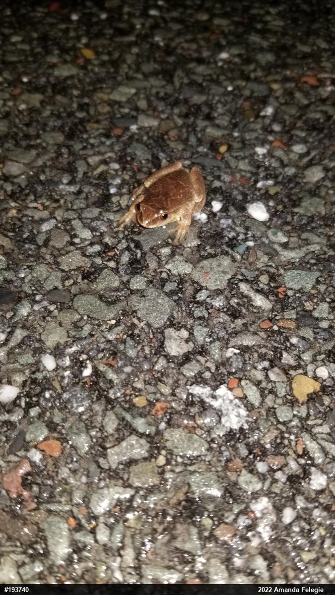 Spring Peeper