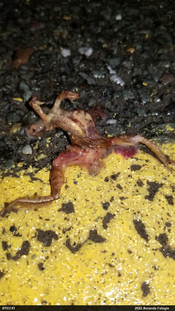 Spring Peeper