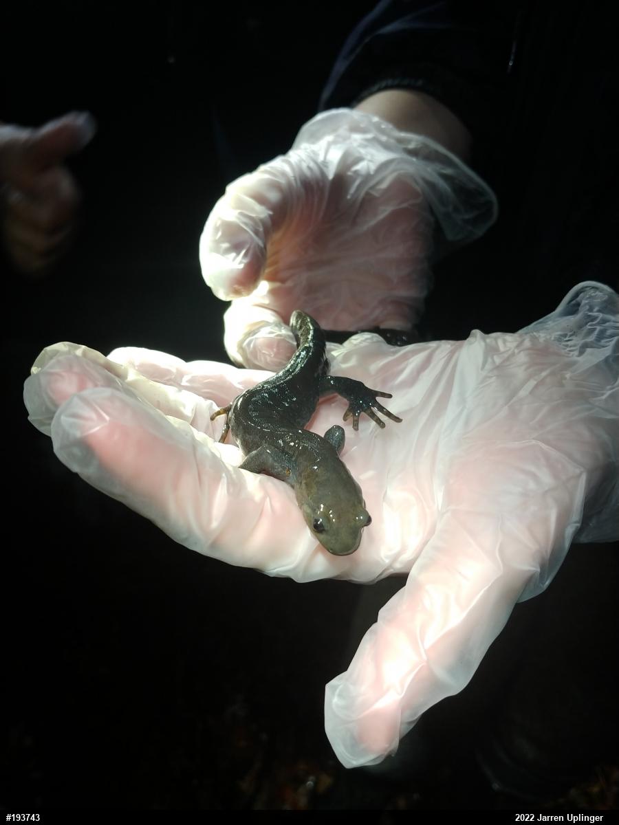 Jefferson Salamander