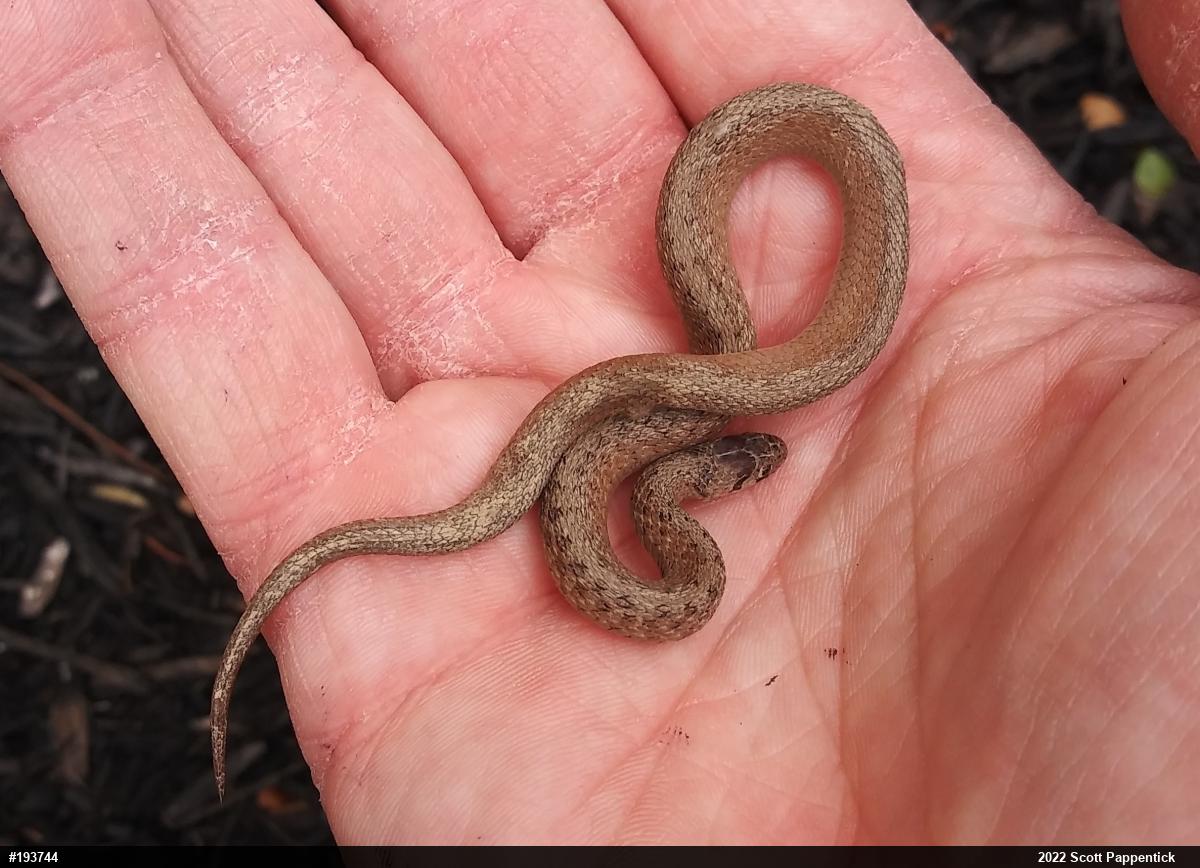 Dekay's Brownsnake