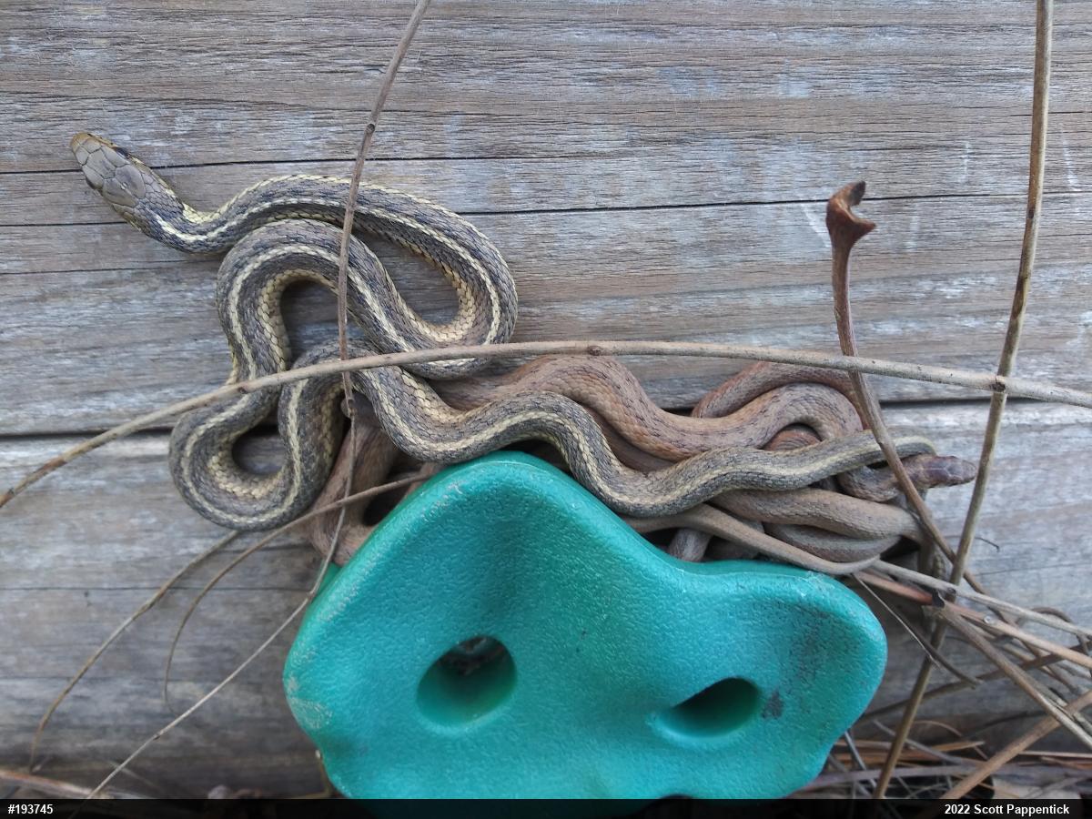 Eastern Gartersnake