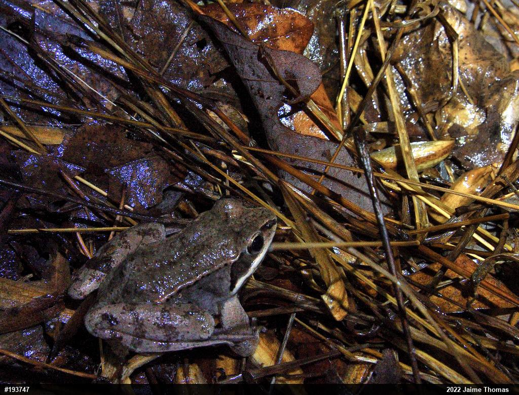 Wood Frog