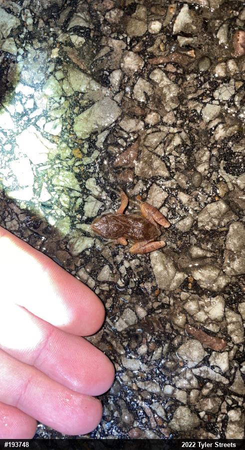 Spring Peeper