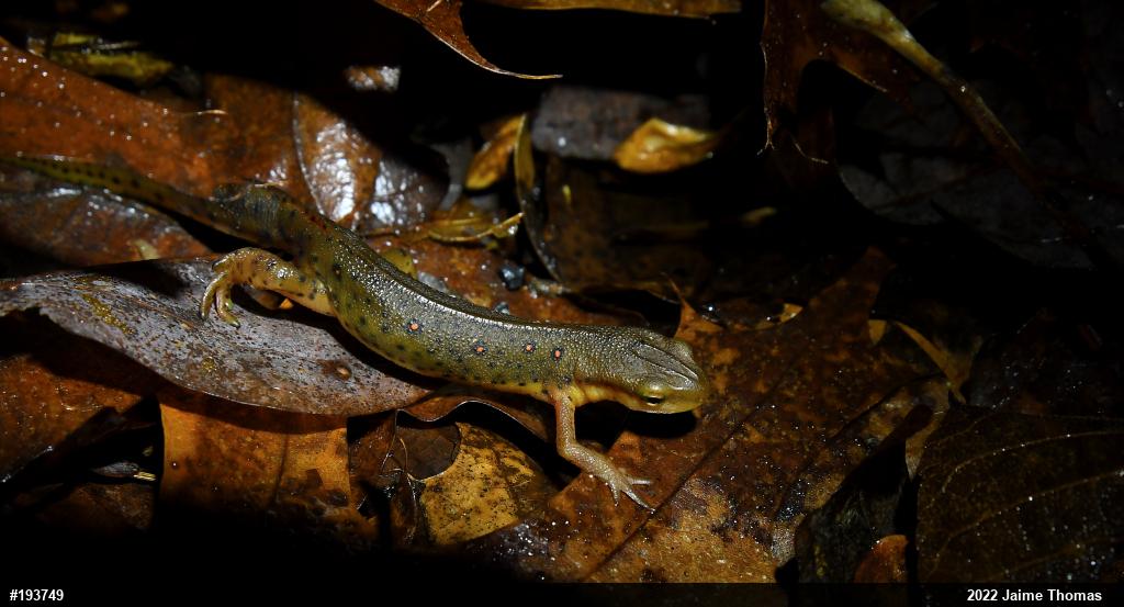 Red-spotted Newt