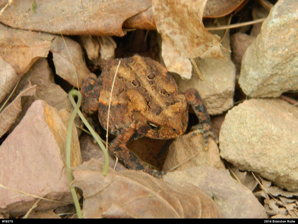 Eastern American Toad