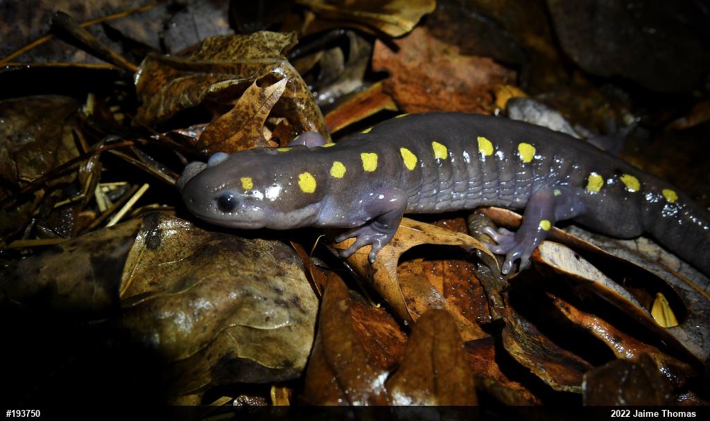Spotted Salamander