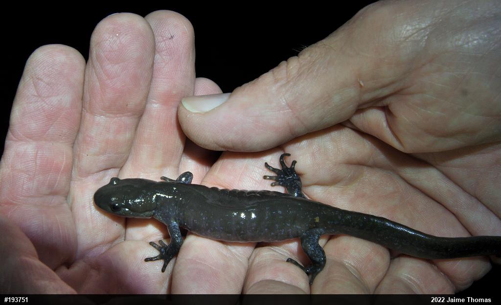 Jefferson Salamander
