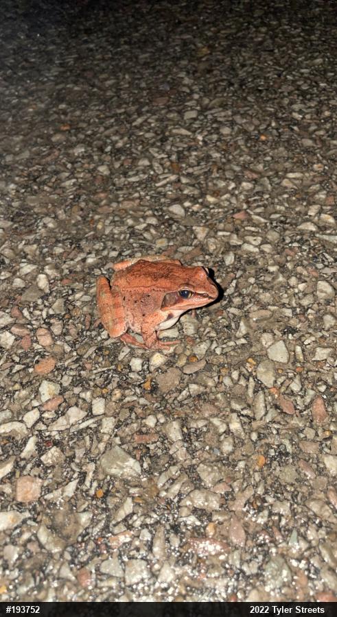 Wood Frog