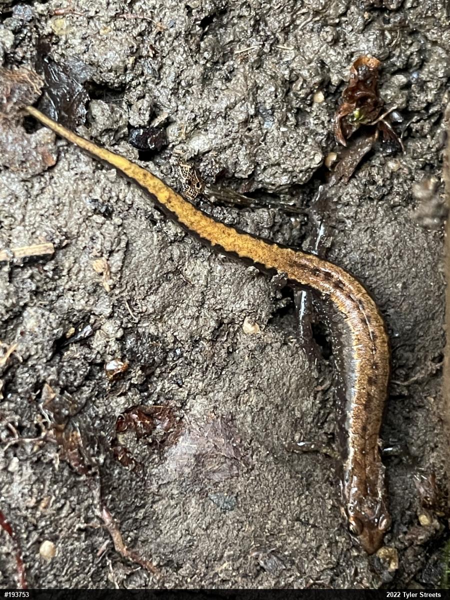 Allegheny Mountain Dusky Salamander