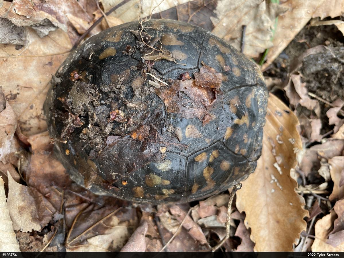 Eastern Box Turtle