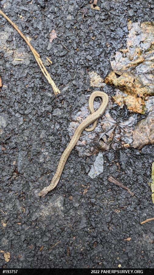 Dekay's Brownsnake