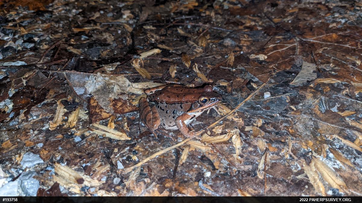 Wood Frog