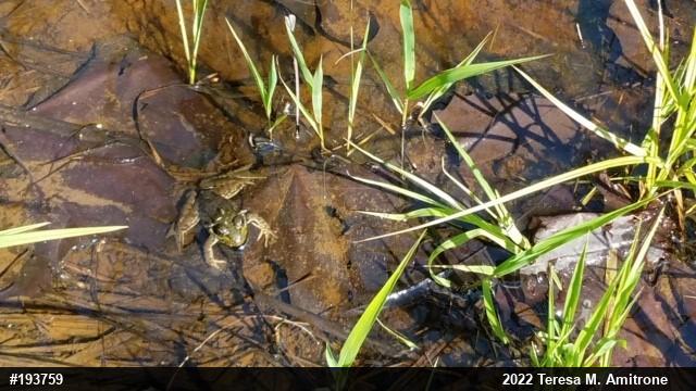 Green Frog