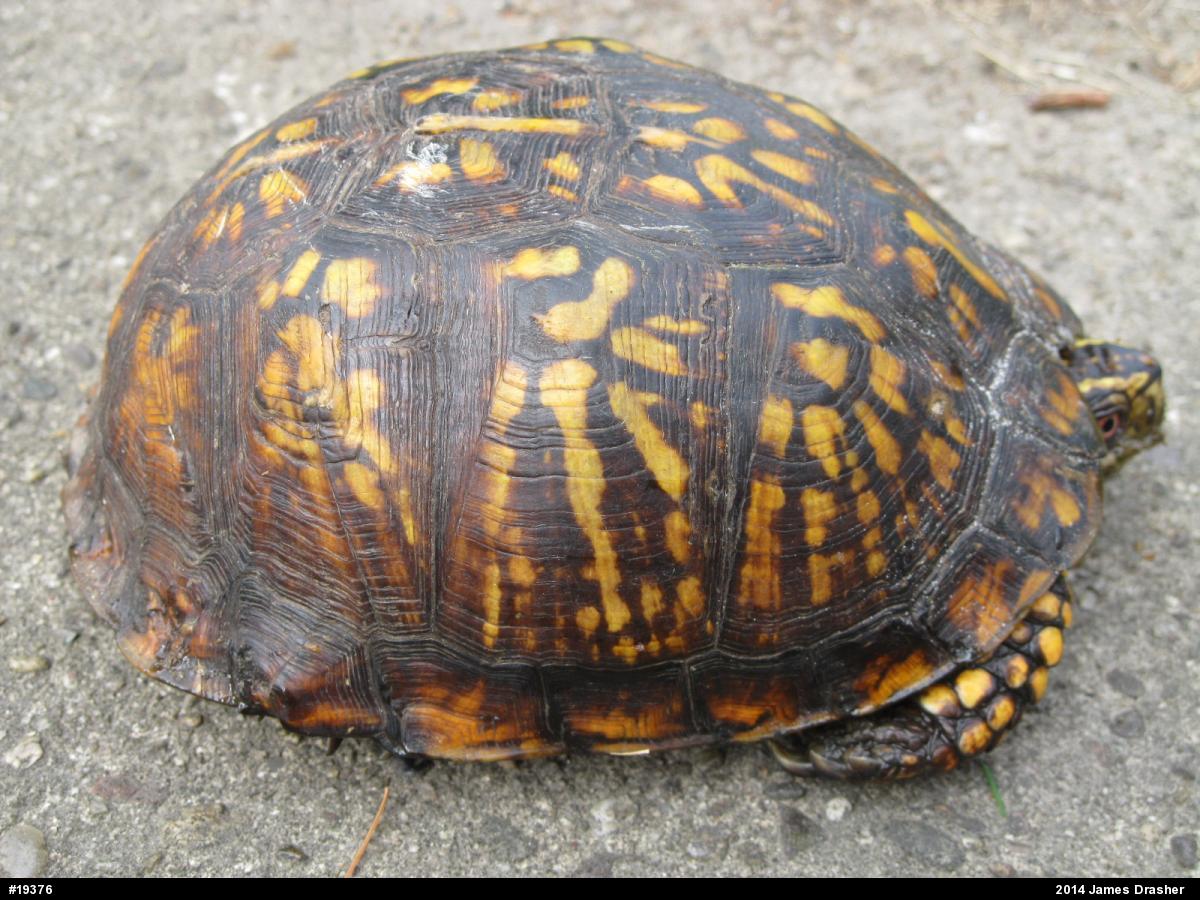 Eastern Box Turtle