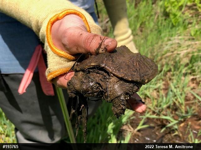 Snapping Turtle