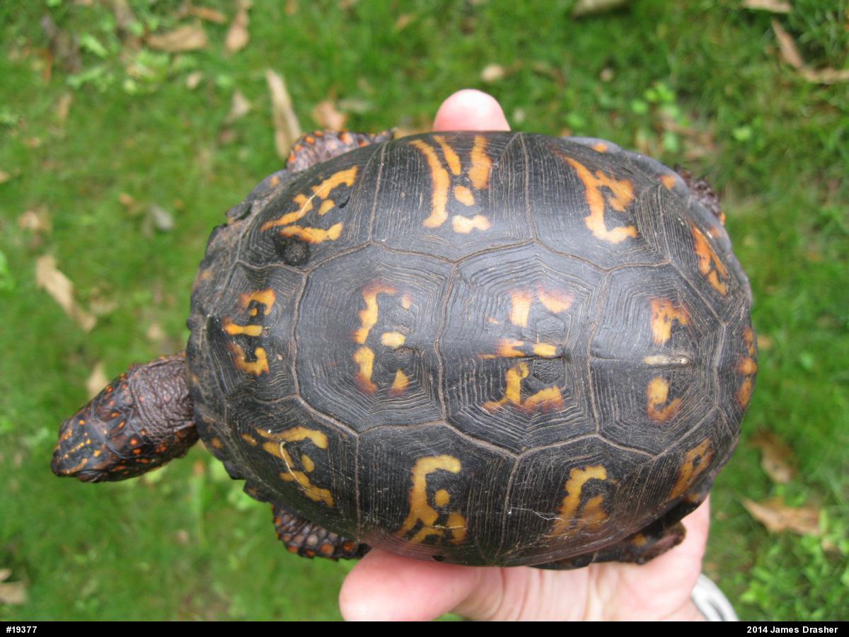 Eastern Box Turtle