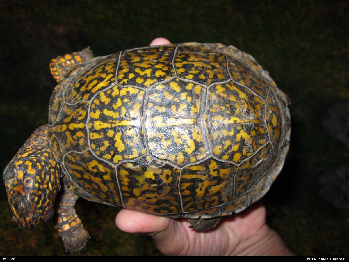 Eastern Box Turtle