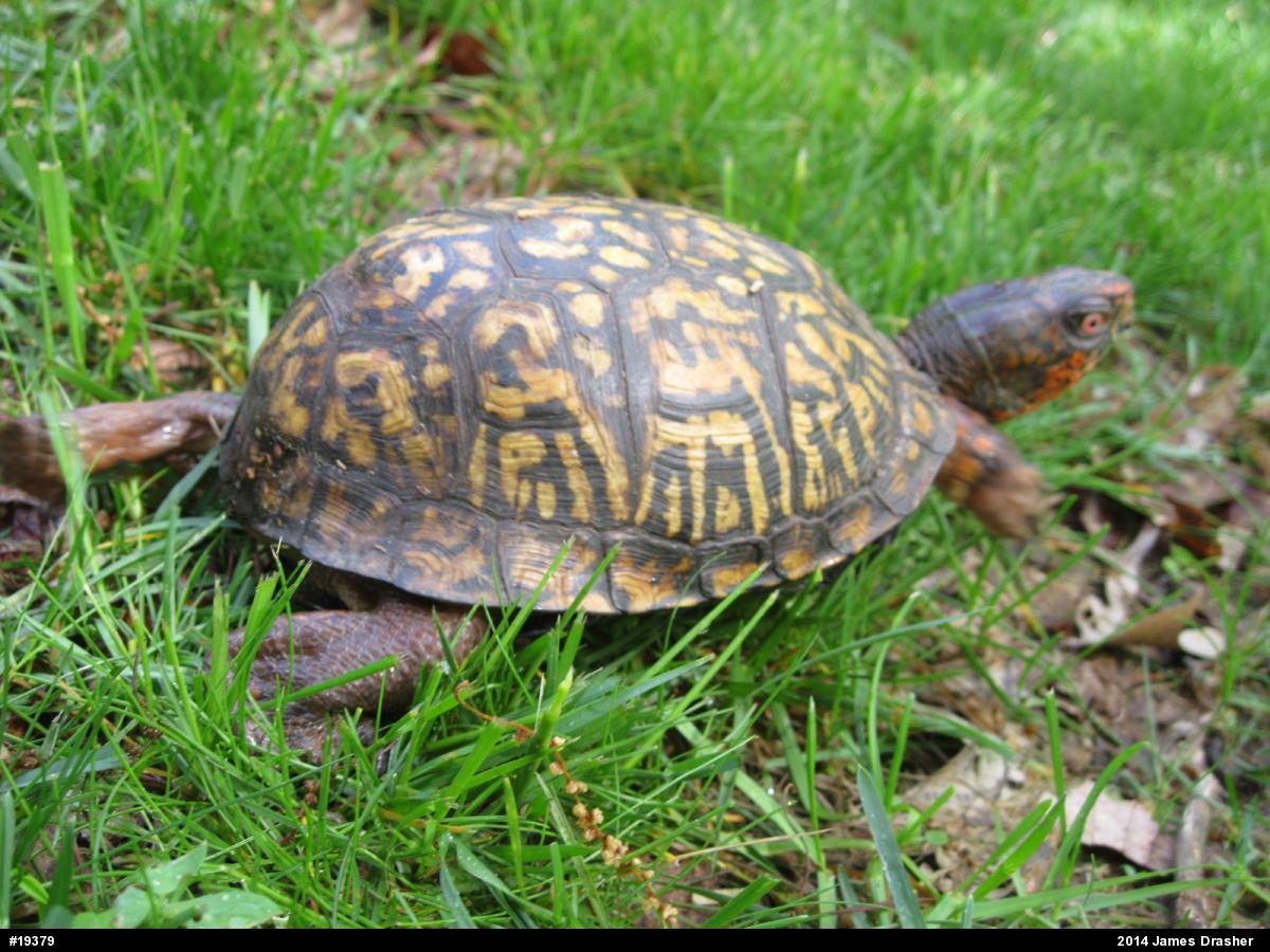 Eastern Box Turtle