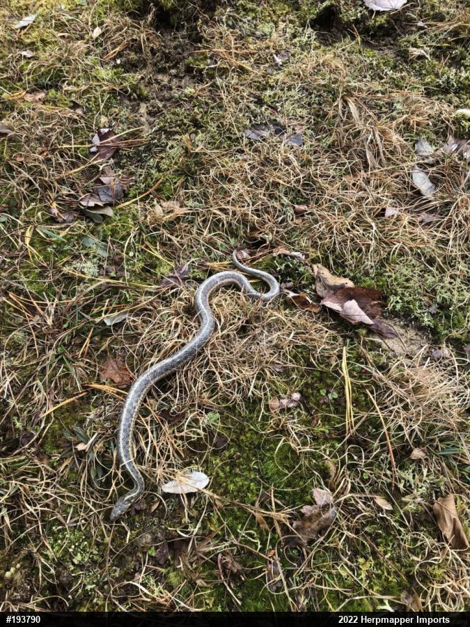 Eastern Gartersnake