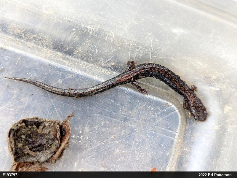 Eastern Red-backed  Salamander