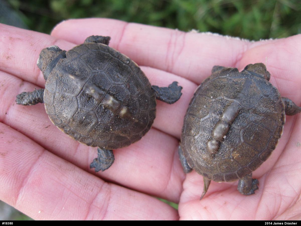 Eastern Box Turtle