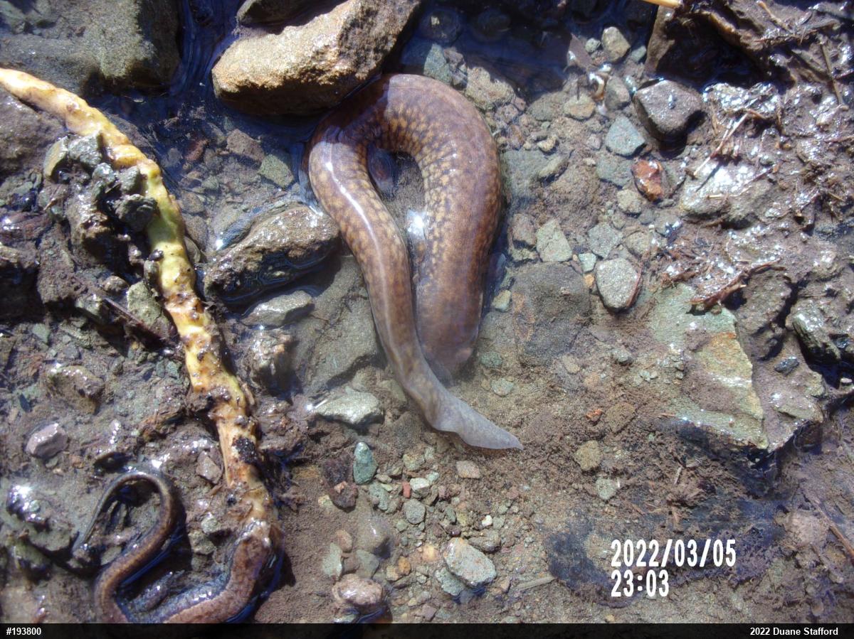 Allegheny Mountain Dusky Salamander