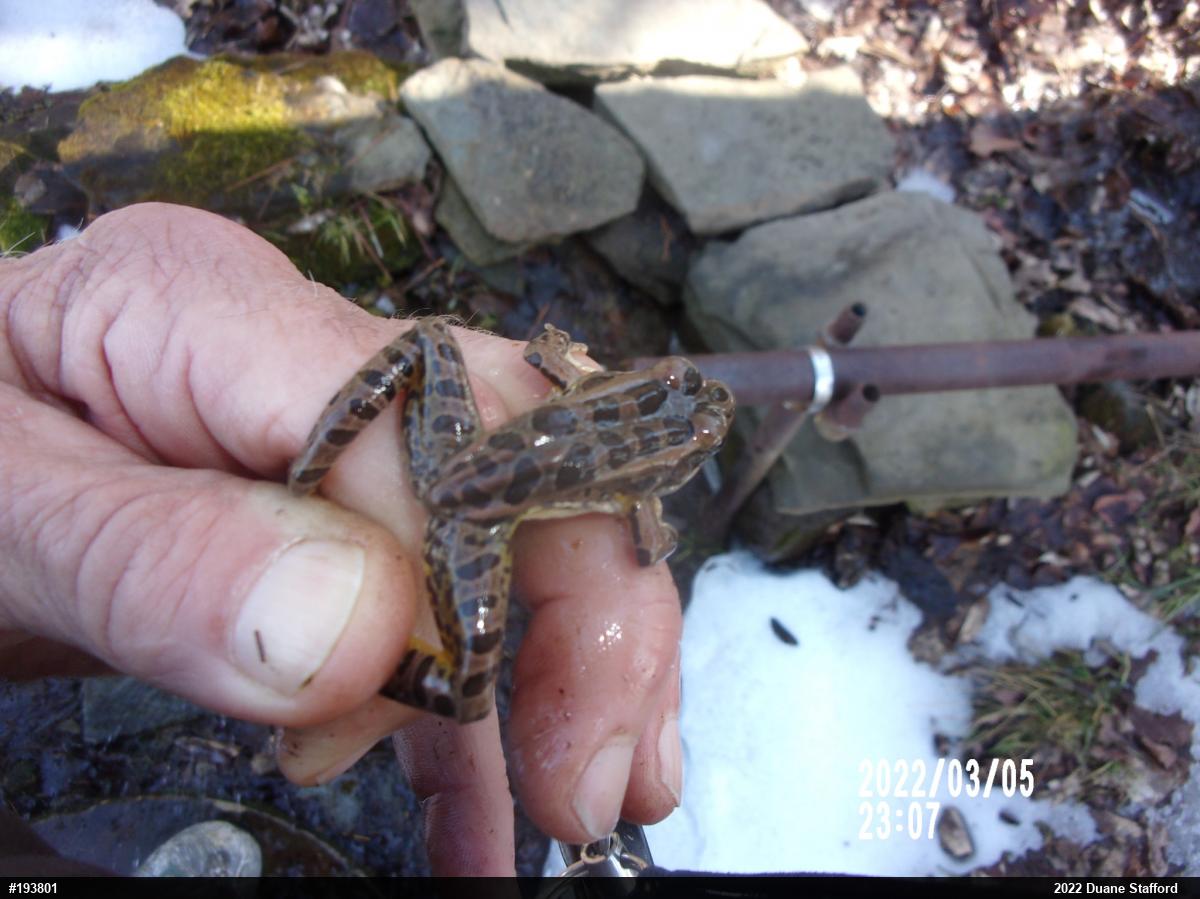 Pickerel Frog