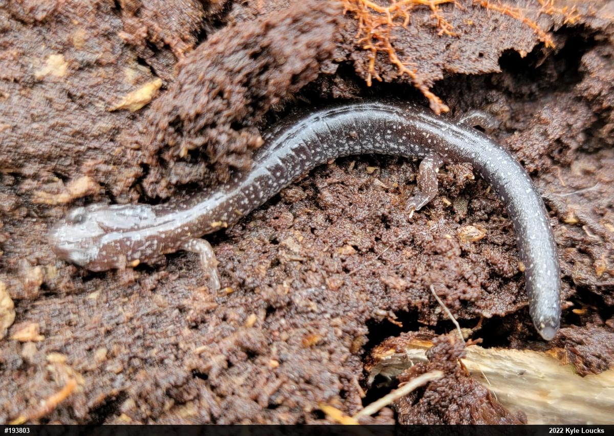 Eastern Red-backed  Salamander