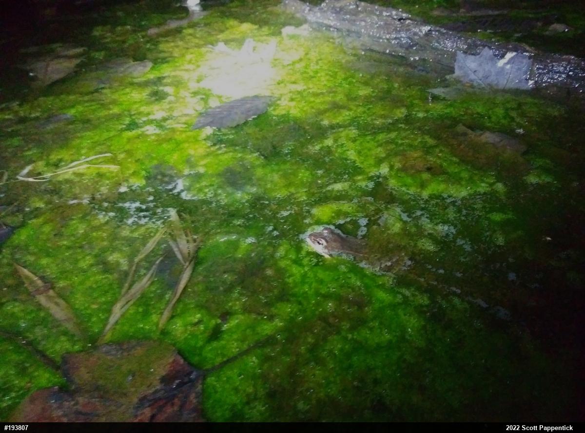 Wood Frog