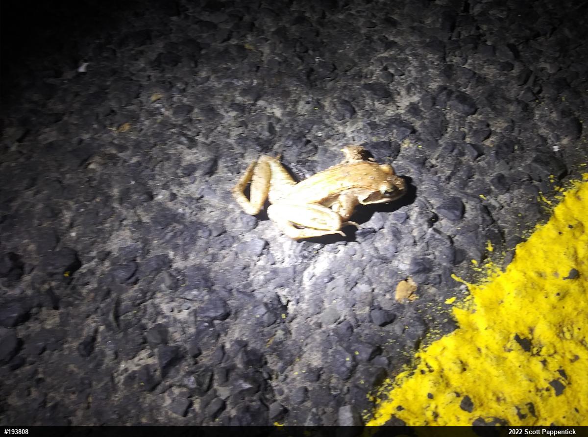 Wood Frog