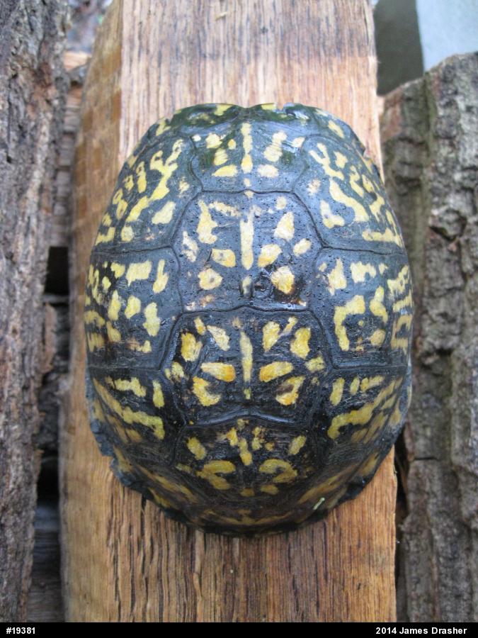 Eastern Box Turtle