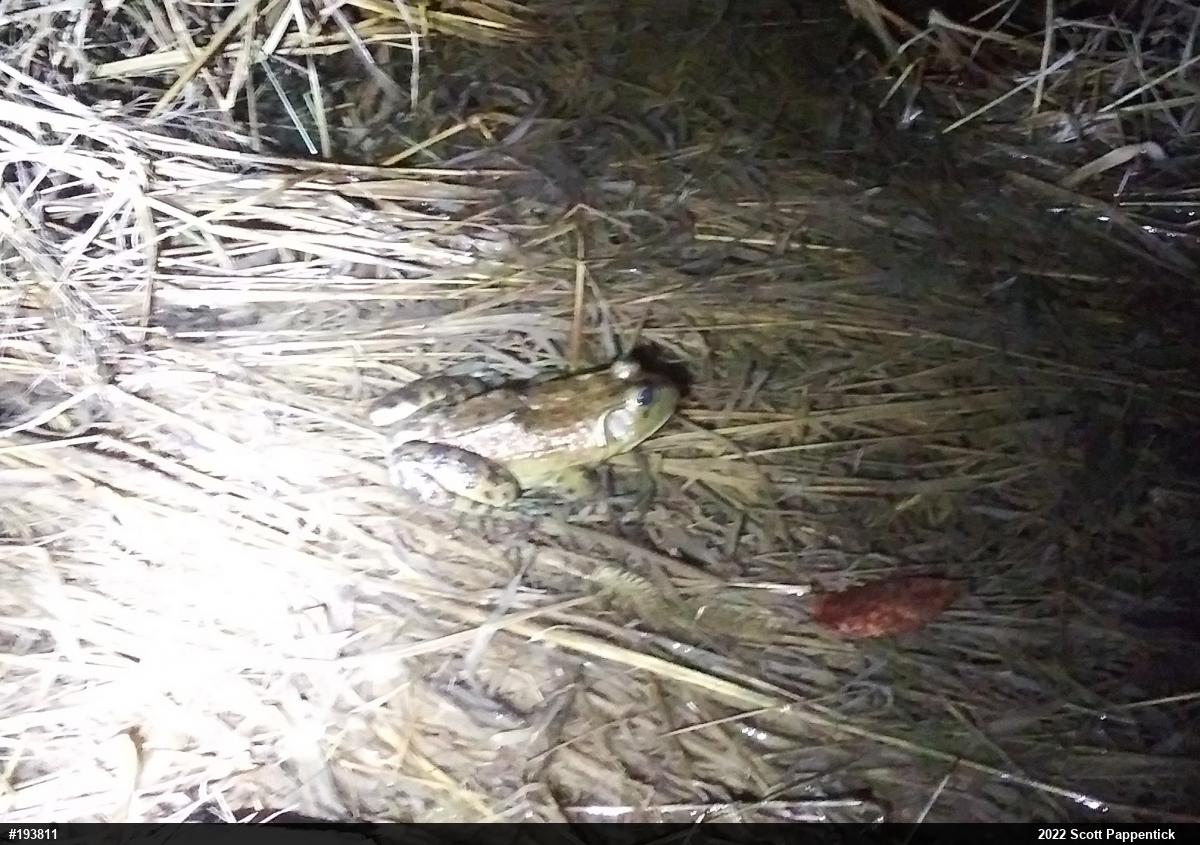 American Bullfrog