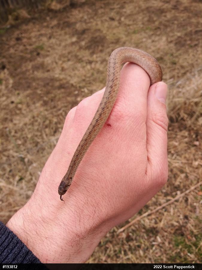 Dekay's Brownsnake