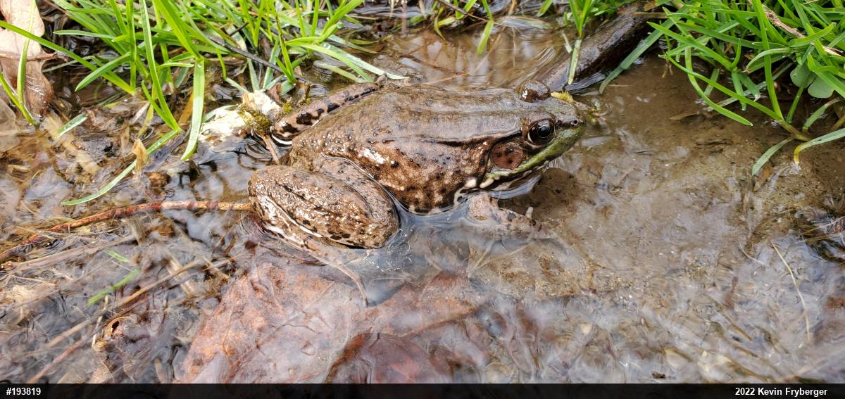 Green Frog
