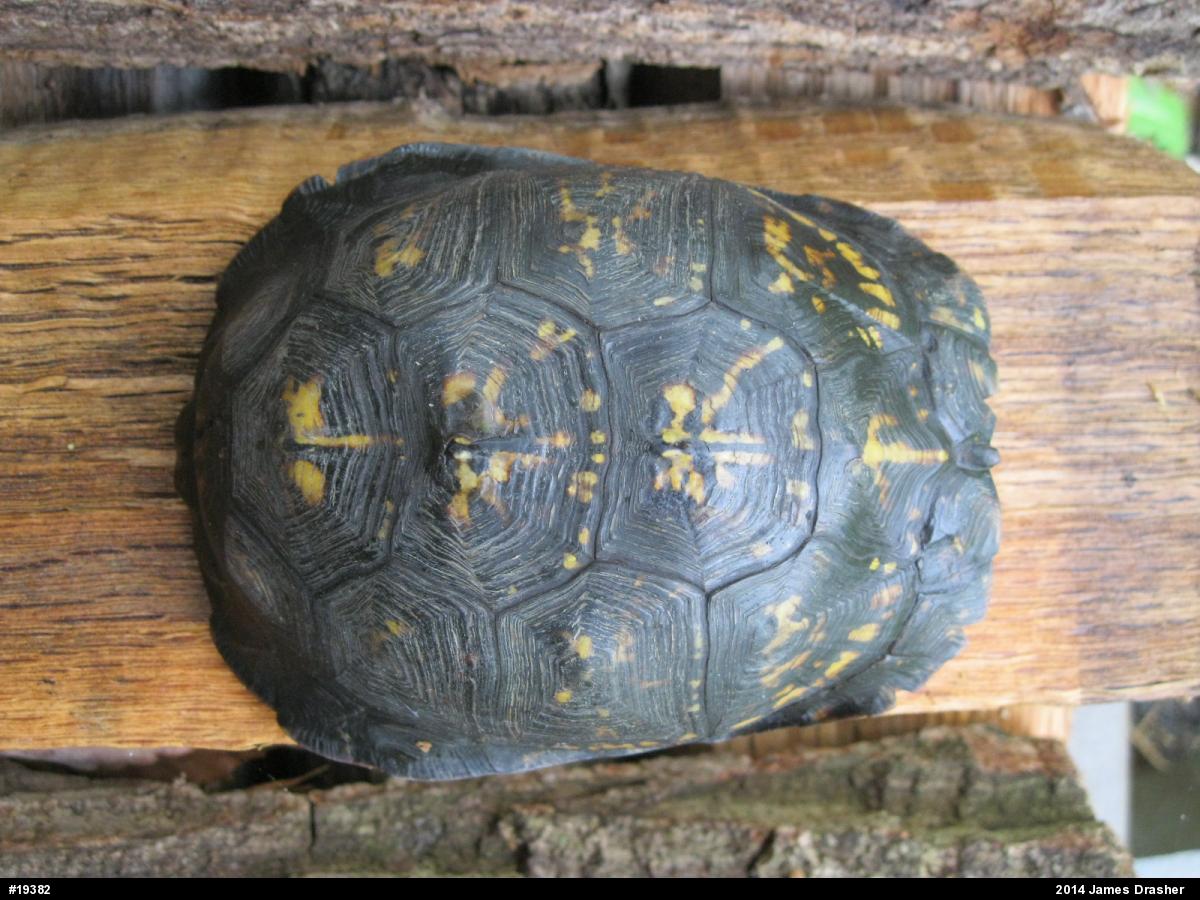 Eastern Box Turtle
