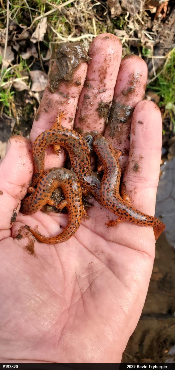 Northern Red Salamander