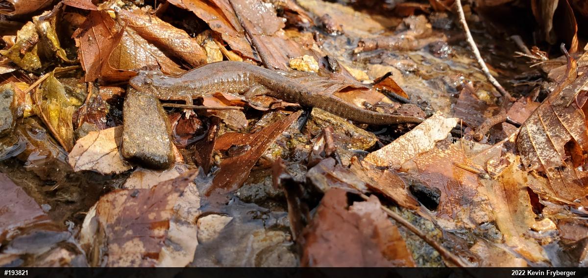 Northern Dusky Salamander